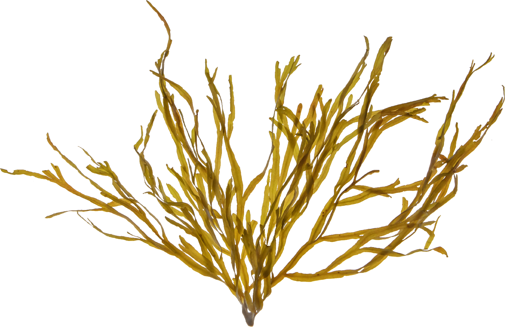 Brown Kelp