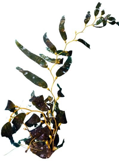 Kelp Leaves