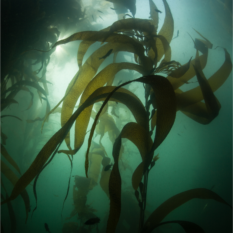 Kelp Silhouette