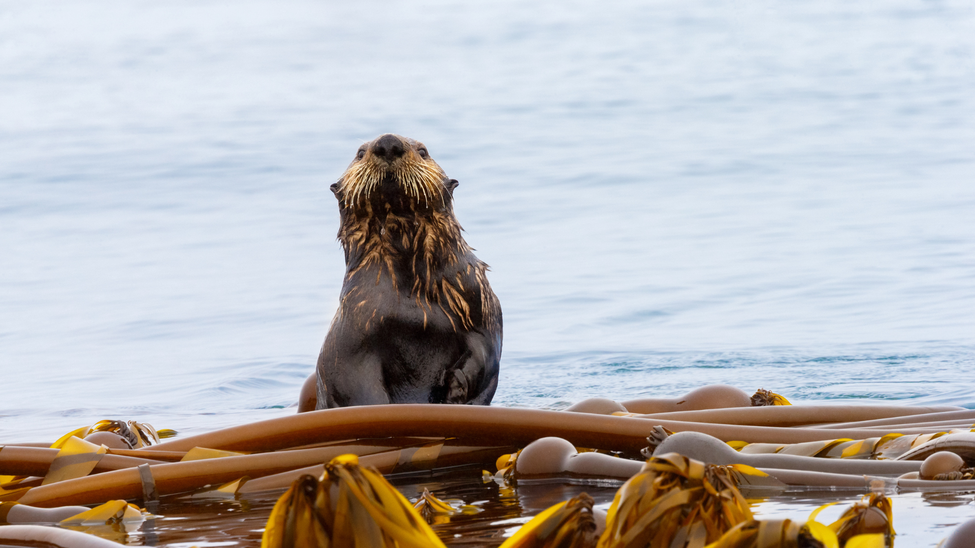 Otter on Kelp