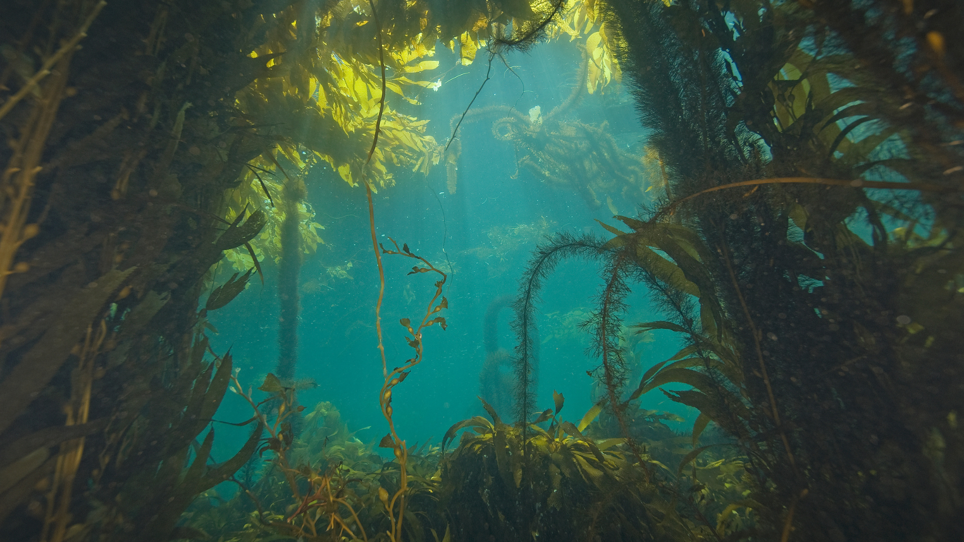 Underwater Kelp